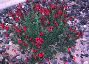 Salvia greggii 'Sierra Linda'