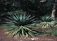 Yucca schottii