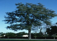Horsetail Tree, South Sea Ironwood