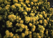 Ericameria laricifolia 'Aguirre'