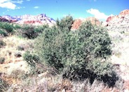 Desert Wolfberry