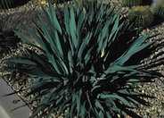 Twisted Leaf Yucca