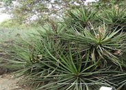 Mohave Yucca