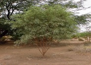 Acacia jennerae