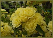 Yellow Lady Banks'  Rose