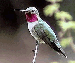 hummingbird