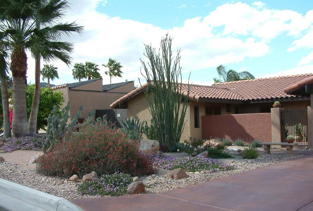 Tall Willowy Desert Garden