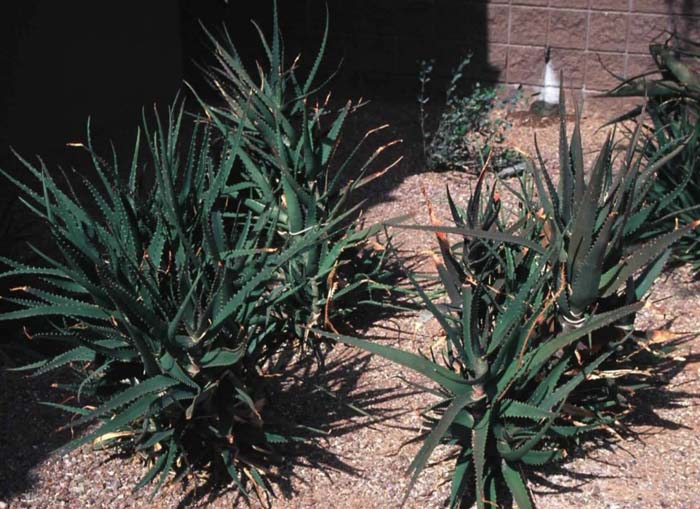 Plant photo of: Aloe dawei