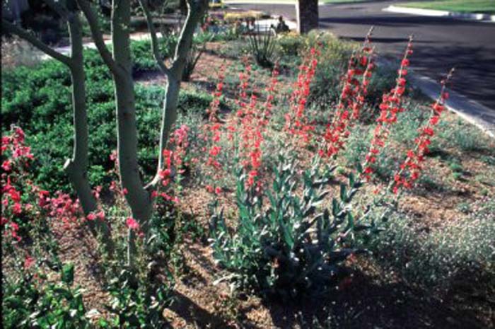 Plant photo of: Penstemon wrightii