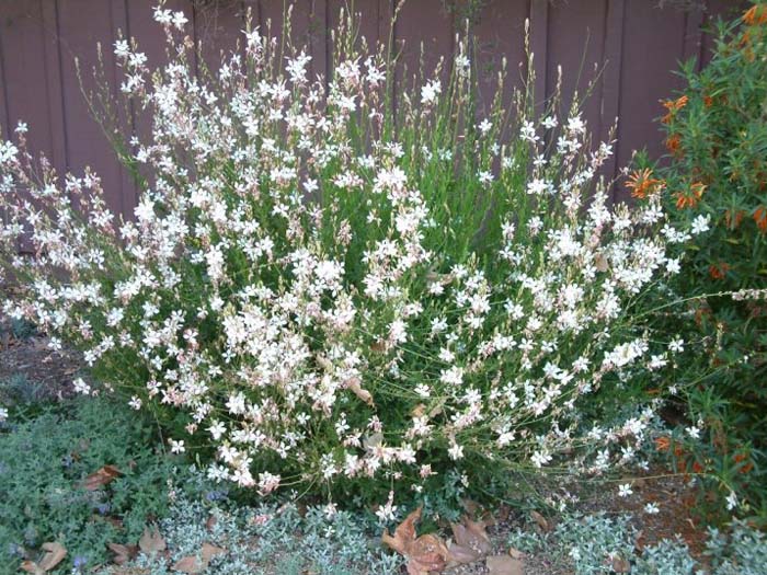 Plant photo of: Gaura lindheimeri