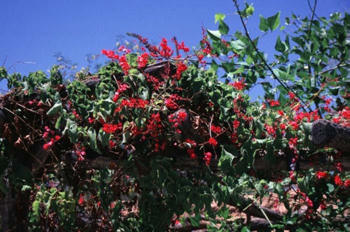 Plant photo of: Antigonon leptopus 'Baja Red'